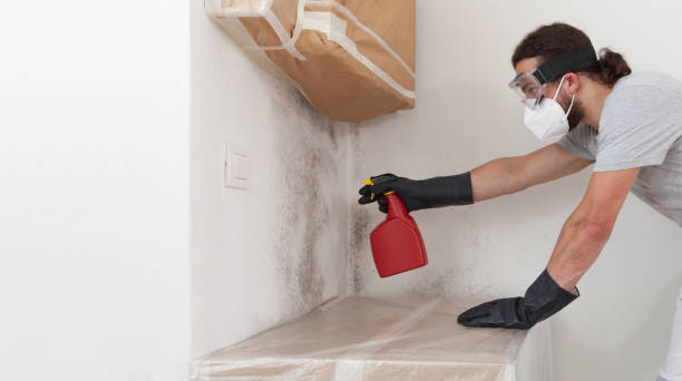 Basement Mold Remediation treatment on basement walls in Stafford